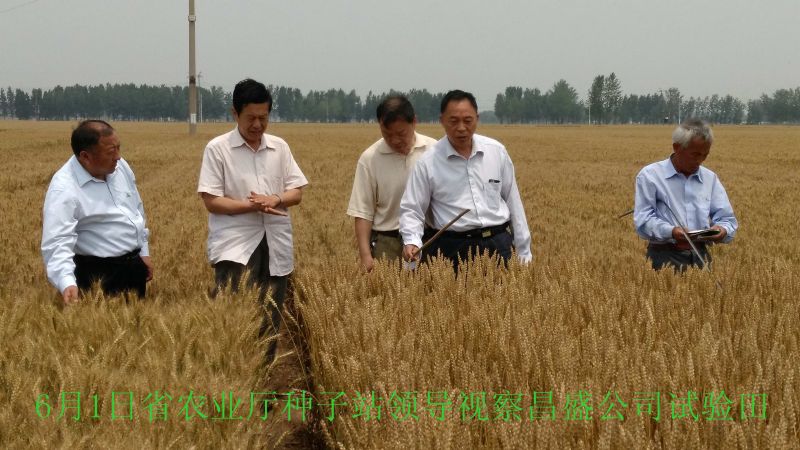 省農(nóng)業(yè)廳種子站領(lǐng)導(dǎo)視察公司試驗(yàn)田